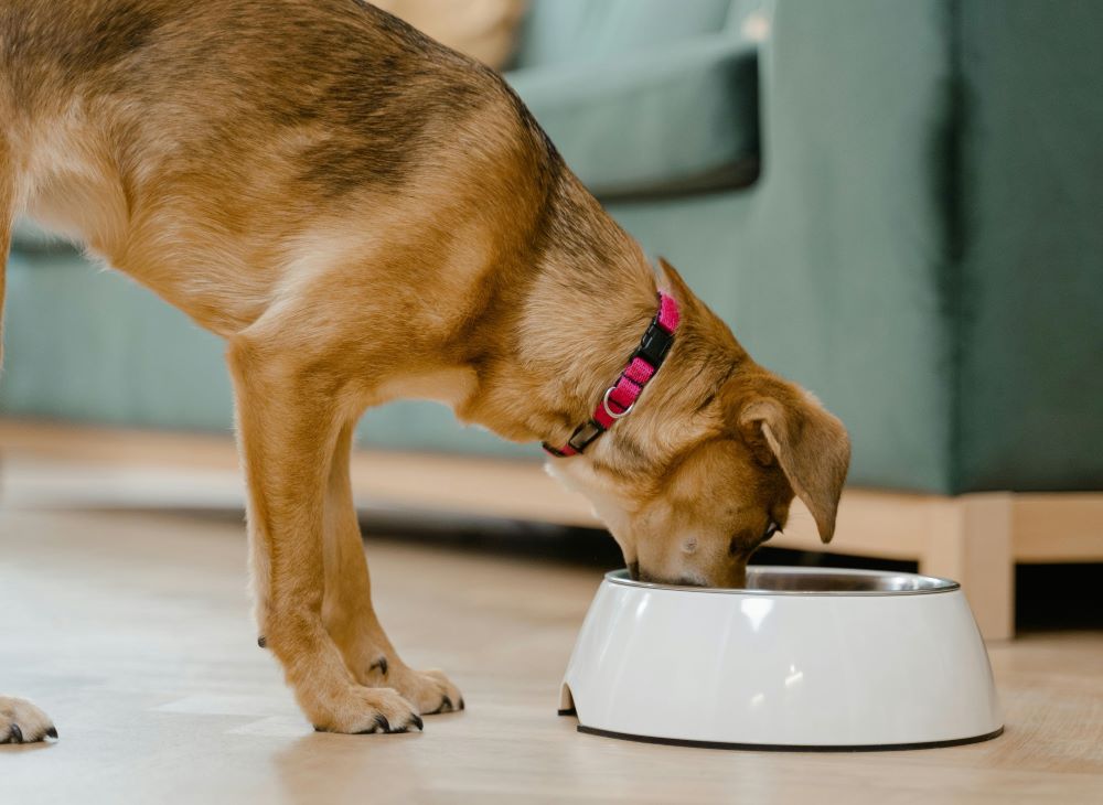 Dog eating from a food bowl