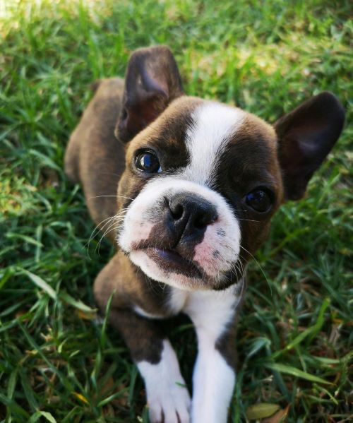 Small dog laying on the grass looking up at the camera