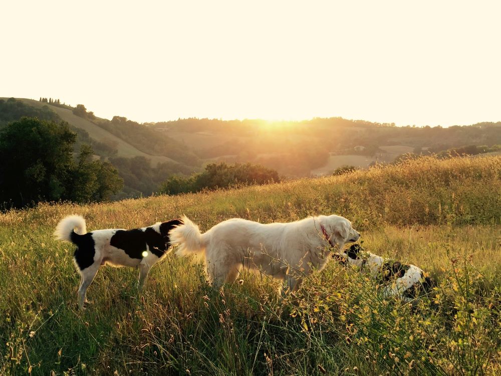 Group of dogs on a walk in a field