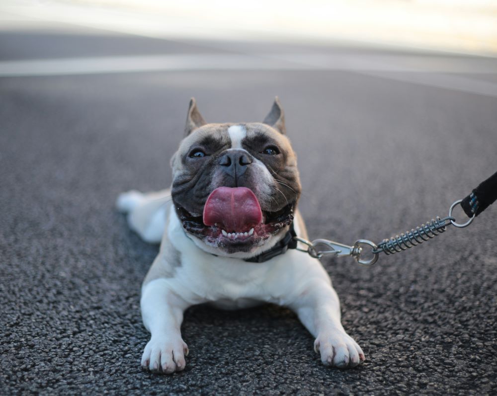 Pug laying on the floor with its tounge out