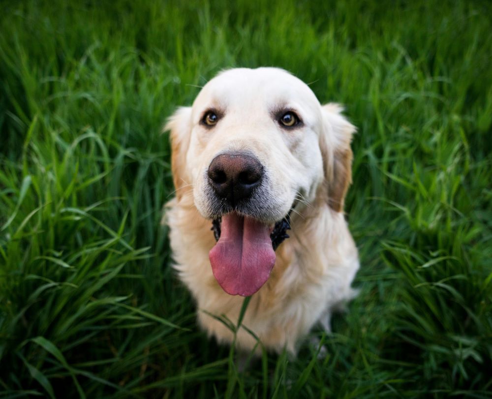 Golden retriever with his tongue out looking up at the camera