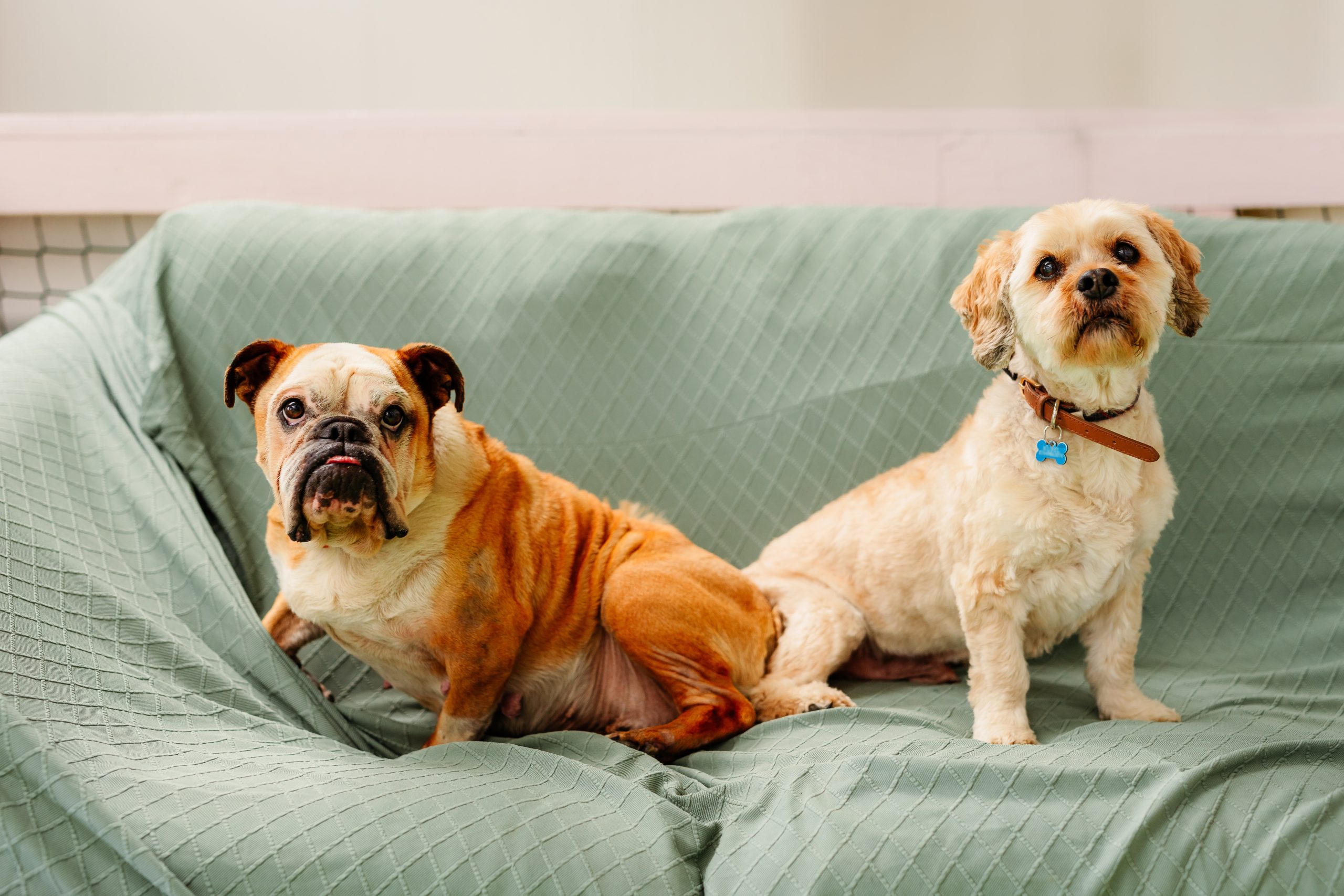 two dogs sitting on a sofa