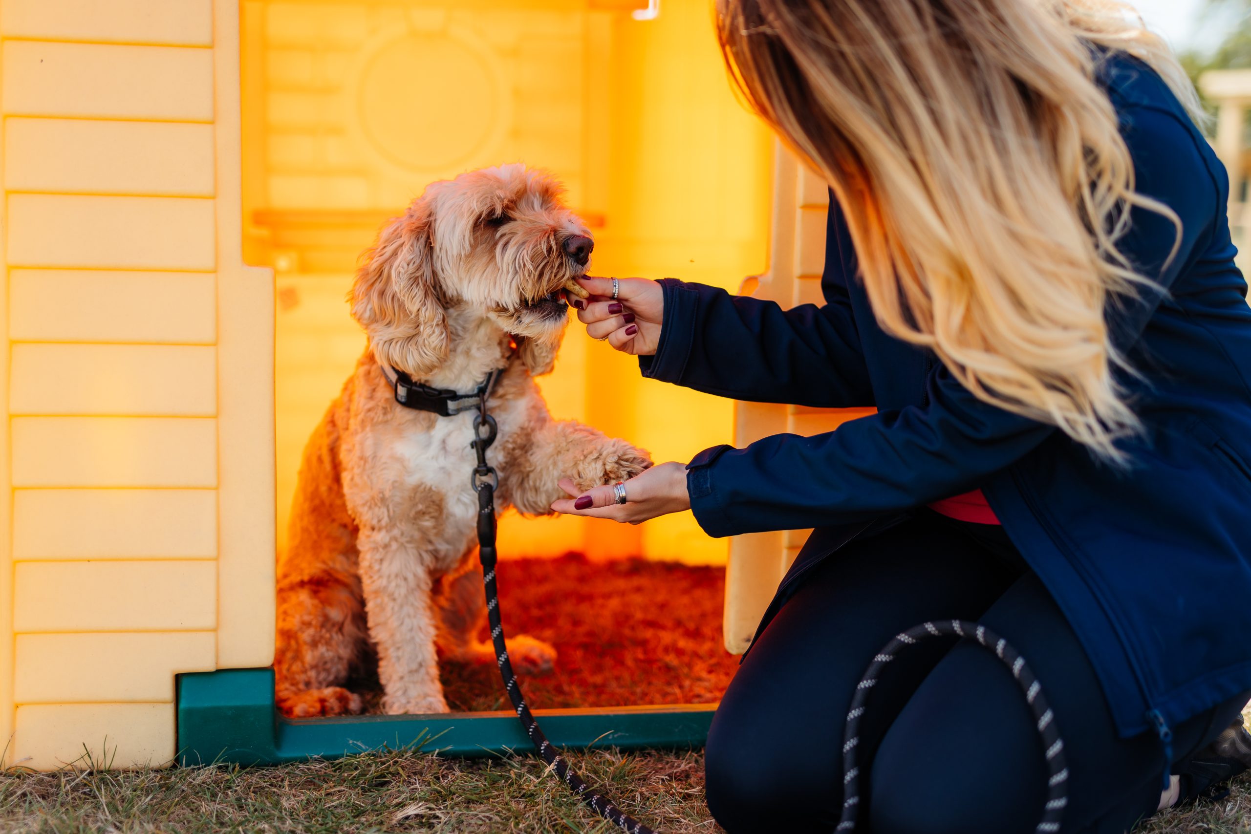 a woman feeding a dog by hand