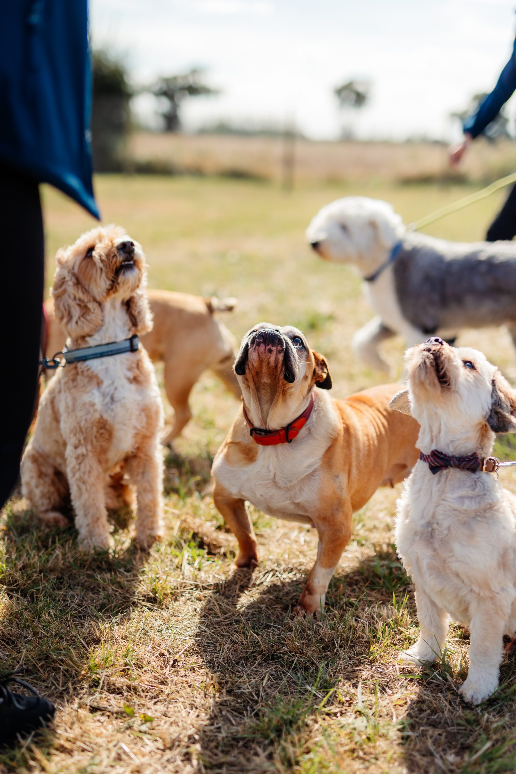 a group of dogs looking up