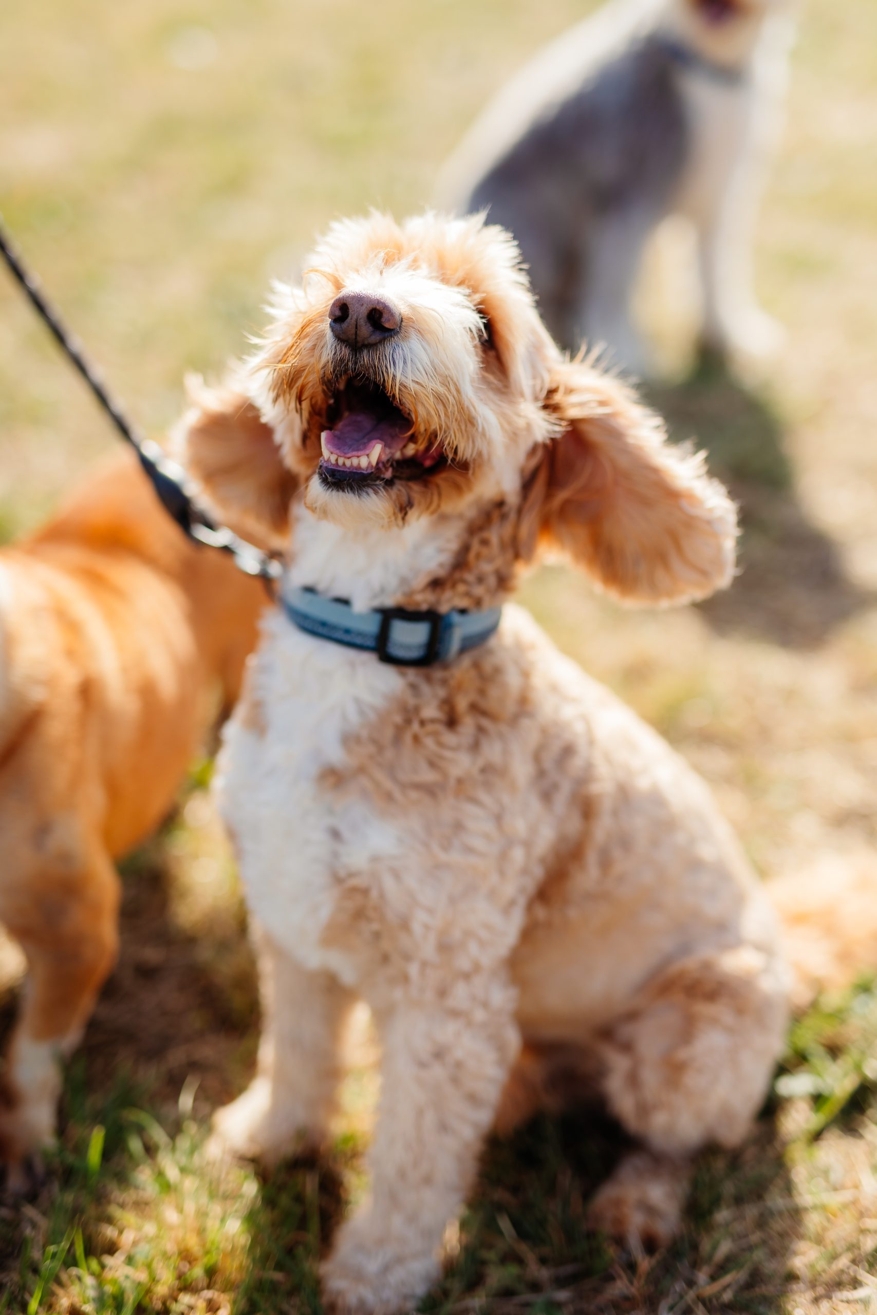 a dog on a leash