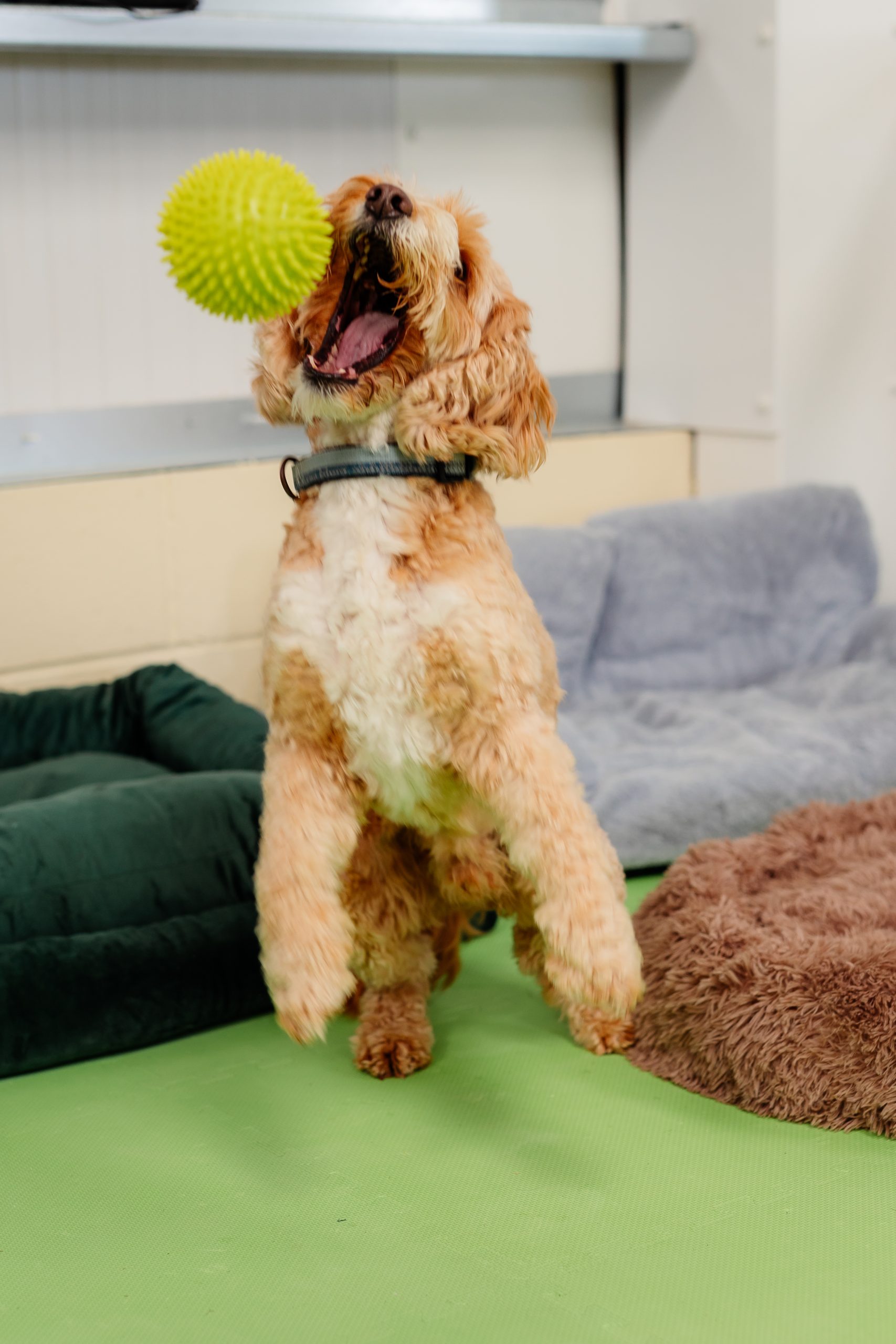 a jumping dog with a ball in its mouth