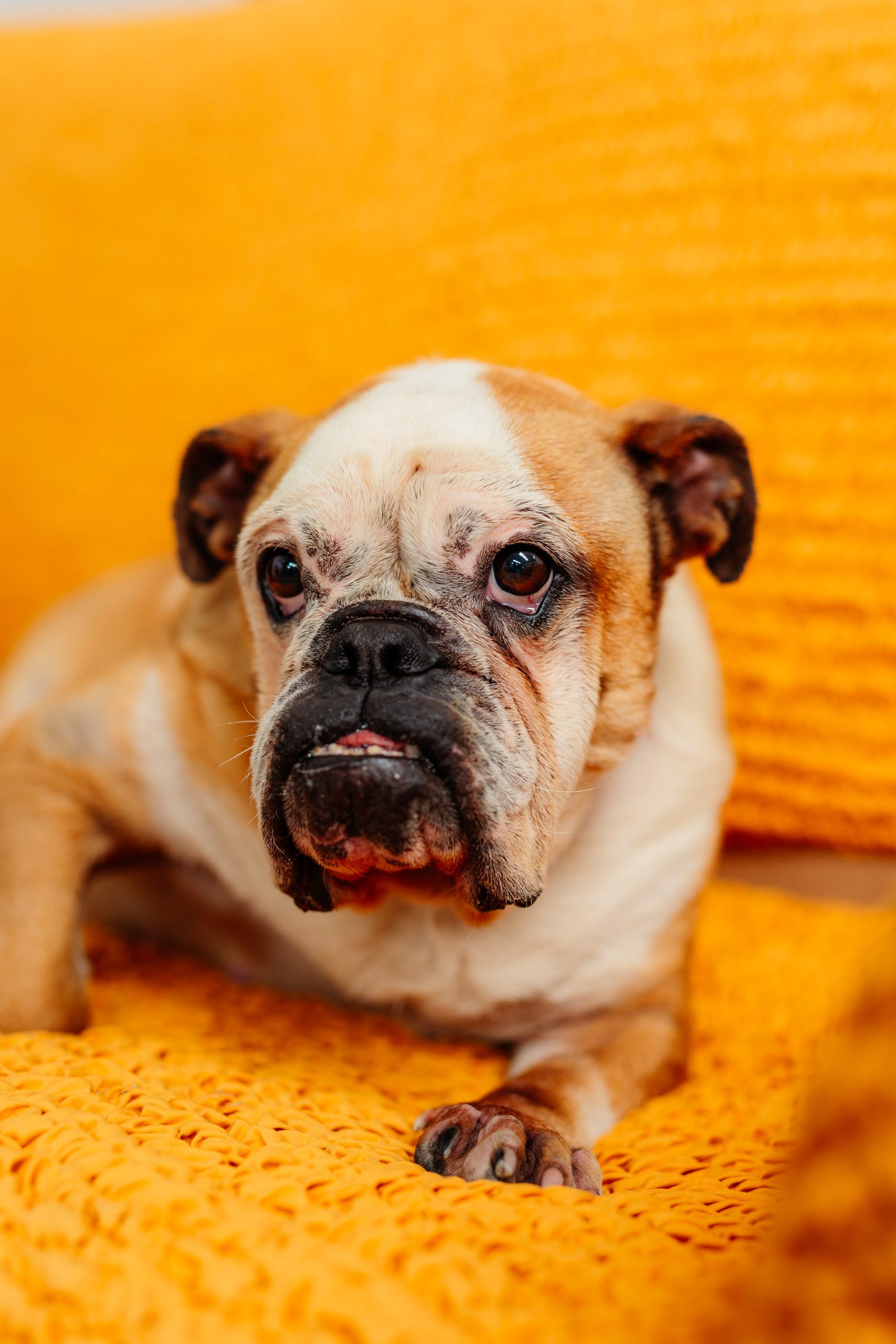 a dog lying on a yellow blanket